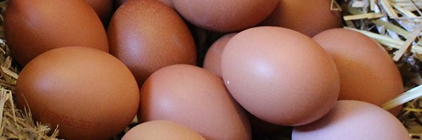 Unsere Bio-Produkte: Eier natürlich Hof Schwienhorst