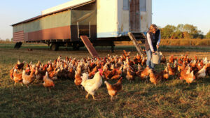 Hühner vor dem mobilen Stall